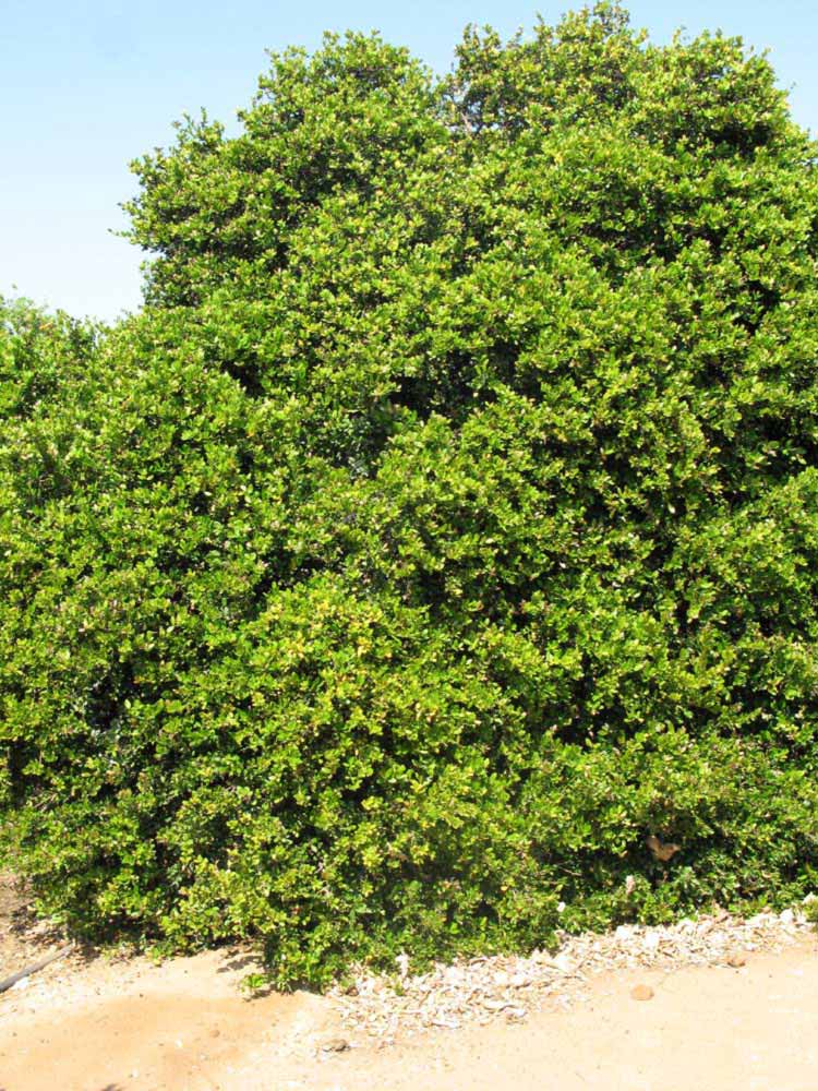            Habit (Riverside, CA)   